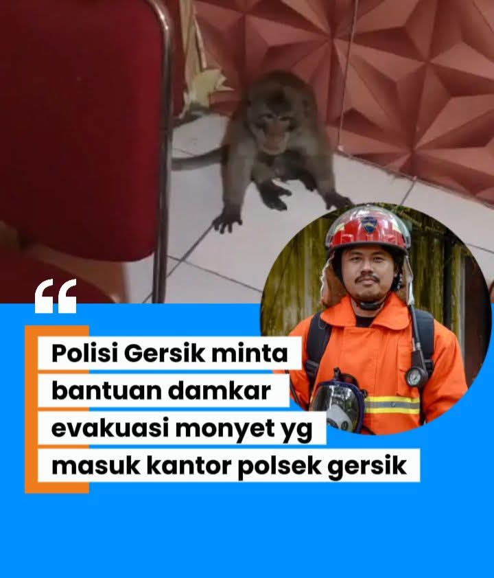 Selain tidak mampu menangkap tikus, Polisi juga angkat tangan menghadapi seekor monyet, Damkar turun tangan